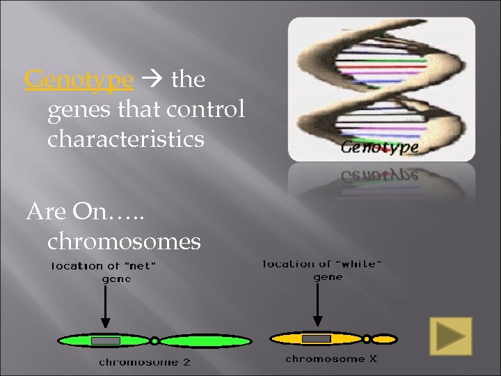 Genotype the genes that control characteristics Are On…. . chromosomes 