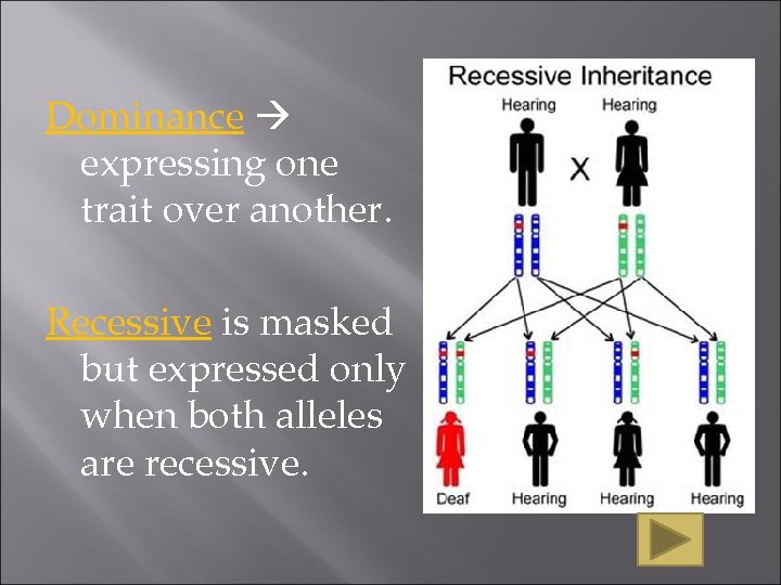 Dominance expressing one trait over another. Recessive is masked but expressed only when both
