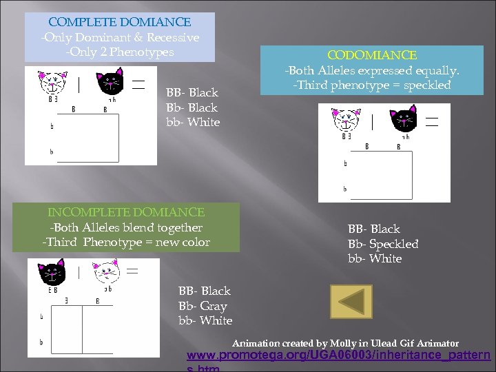 COMPLETE DOMIANCE -Only Dominant & Recessive -Only 2 Phenotypes CODOMIANCE -Both Alleles expressed equally.