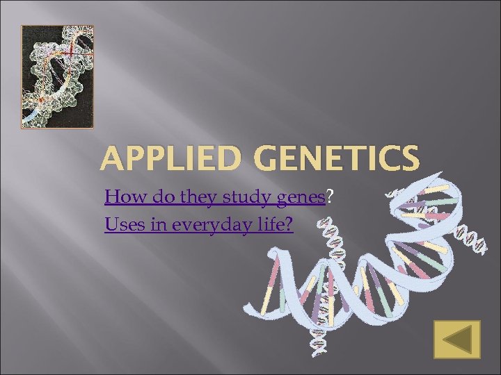 APPLIED GENETICS How do they study genes? Uses in everyday life? 
