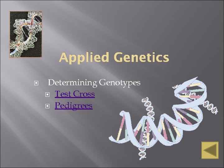 Applied Genetics Determining Genotypes Test Cross Pedigrees 
