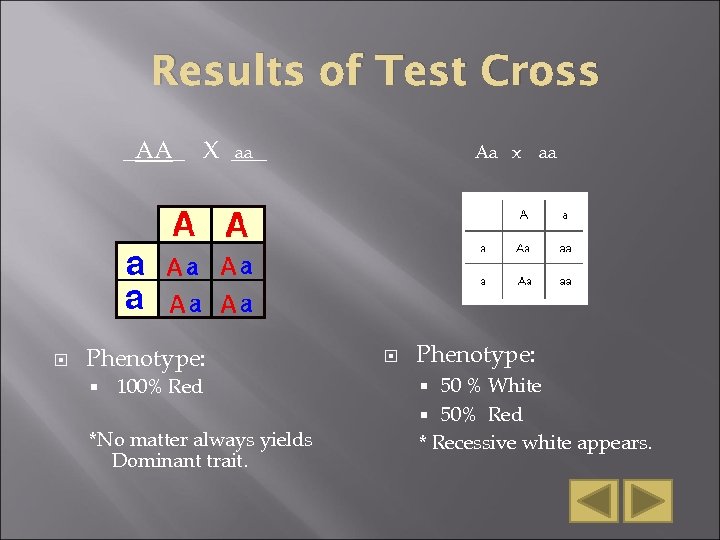 Results of Test Cross aa _AA_ X ___ Phenotype: 100% Red *No matter always