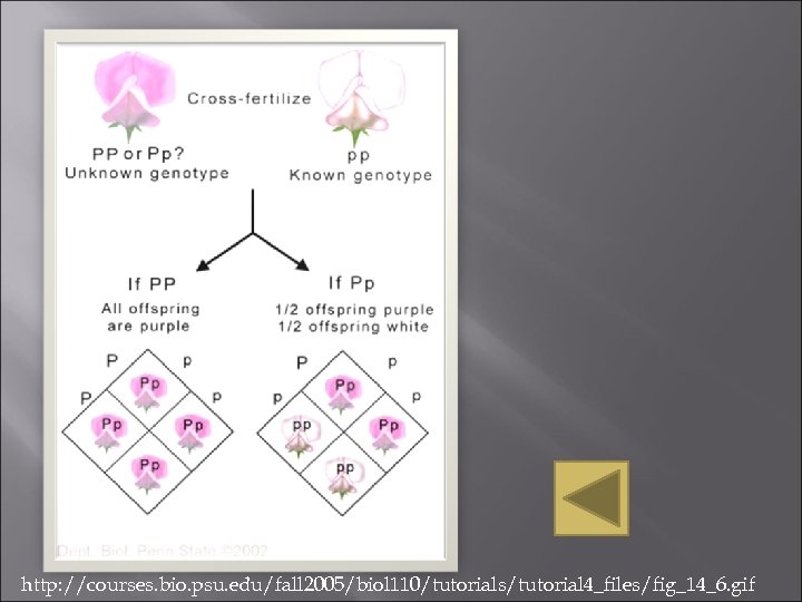 http: //courses. bio. psu. edu/fall 2005/biol 110/tutorials/tutorial 4_files/fig_14_6. gif 
