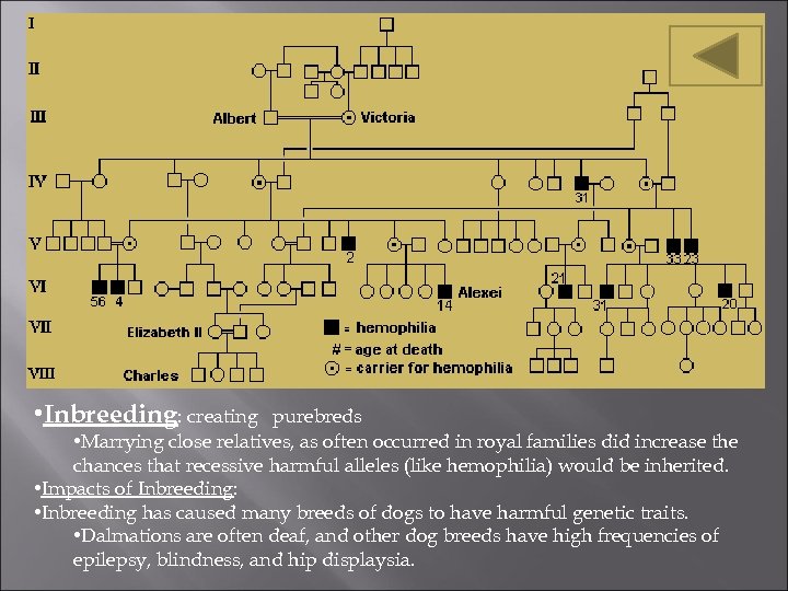  • Inbreeding: creating purebreds • Marrying close relatives, as often occurred in royal