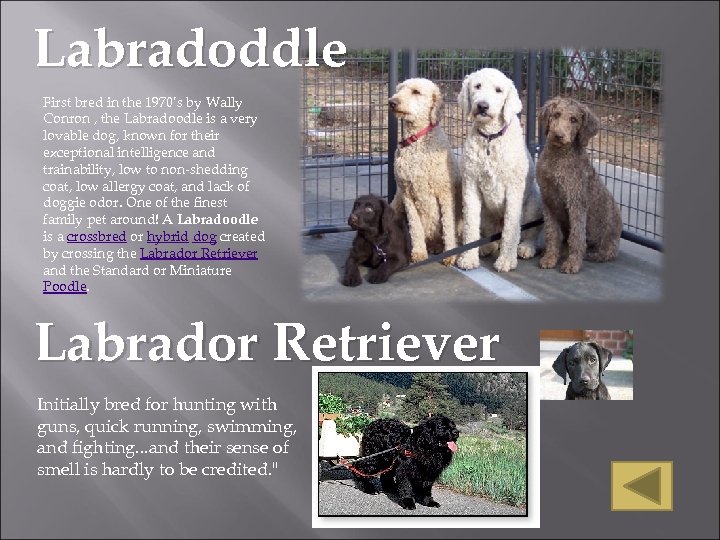 Labradoddle First bred in the 1970’s by Wally Conron , the Labradoodle is a