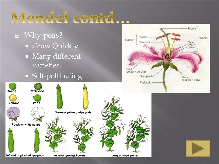  Why peas? Grow Quickly Many different varieties. Self-pollinating 