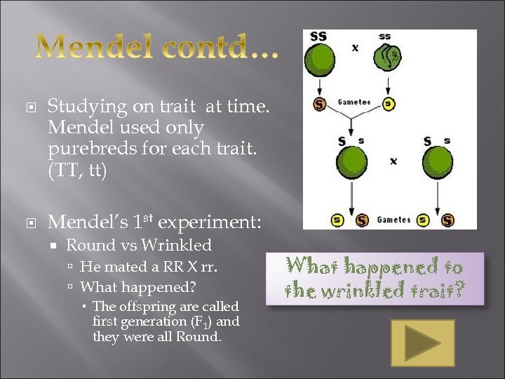  Studying on trait at time. Mendel used only purebreds for each trait. (TT,