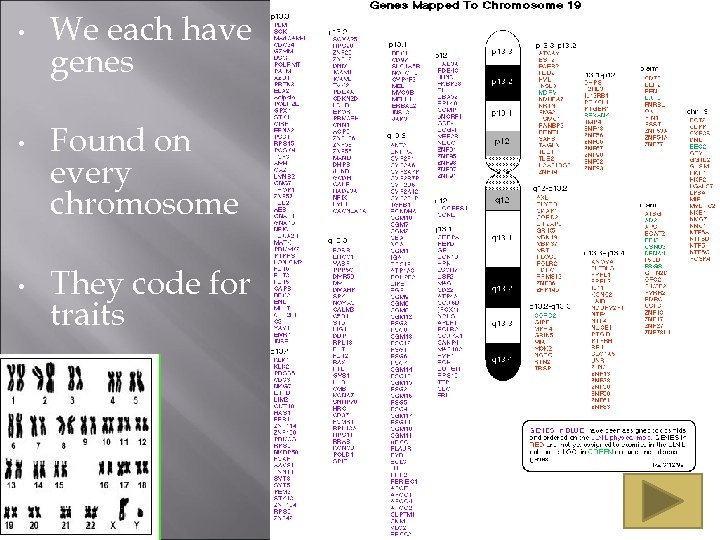  • • • We each have genes Found on every chromosome They code