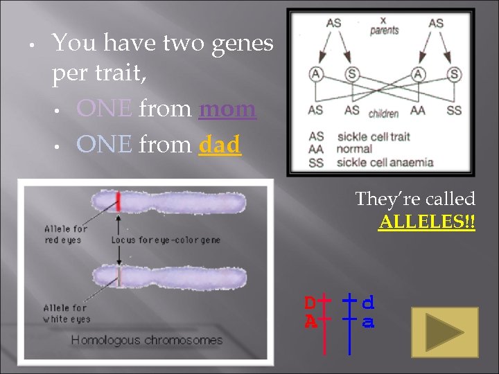  • You have two genes per trait, • ONE from mom • ONE
