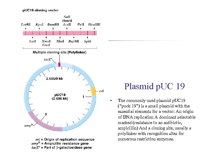 Plasmid p. UC 19 • The commonly used plasmid p. UC 19 (“puck 19”)