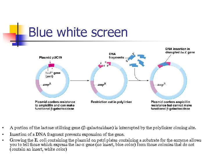 Blue white screen • • • A portion of the lactose utilizing gene (b-galactosidase)