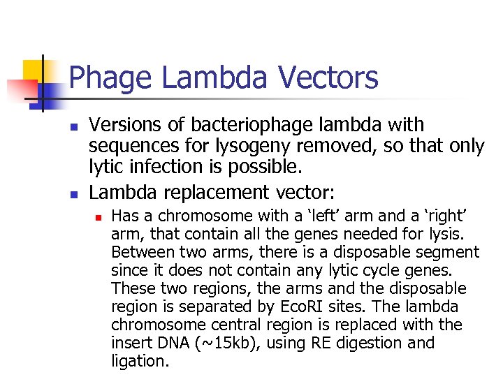 Phage Lambda Vectors n n Versions of bacteriophage lambda with sequences for lysogeny removed,