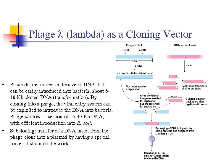 Phage l (lambda) as a Cloning Vector • • Plasmids are limited in the