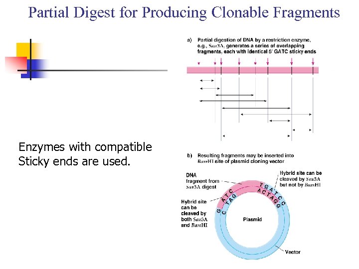 Partial Digest for Producing Clonable Fragments Enzymes with compatible Sticky ends are used. 