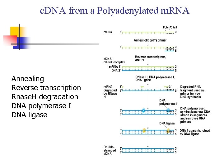 c. DNA from a Polyadenylated m. RNA Annealing Reverse transcription Rnase. H degradation DNA