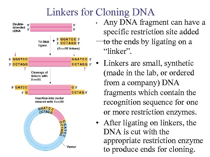 Linkers for Cloning DNA Any DNA fragment can have a specific restriction site added