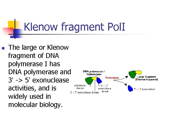 Klenow fragment Pol. I n The large or Klenow fragment of DNA polymerase I