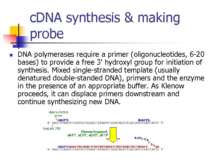 c. DNA synthesis & making probe n DNA polymerases require a primer (oligonucleotides, 6