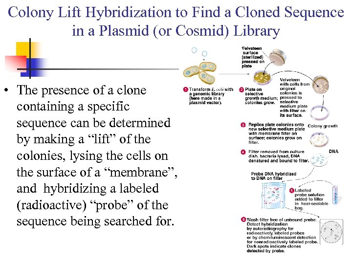 Colony Lift Hybridization to Find a Cloned Sequence in a Plasmid (or Cosmid) Library