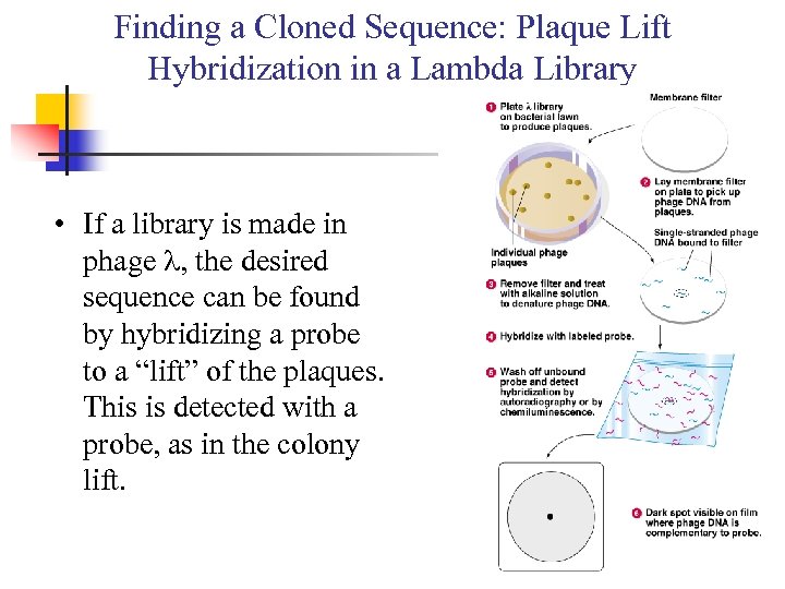 Finding a Cloned Sequence: Plaque Lift Hybridization in a Lambda Library • If a