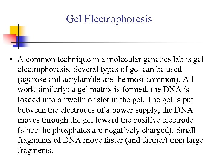 Gel Electrophoresis • A common technique in a molecular genetics lab is gel electrophoresis.