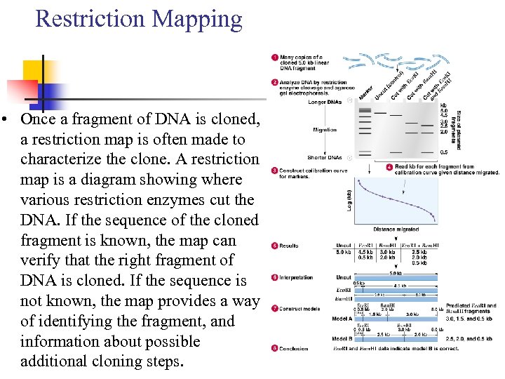 Restriction Mapping • Once a fragment of DNA is cloned, a restriction map is