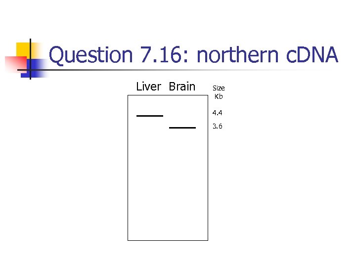 Question 7. 16: northern c. DNA Liver Brain Size Kb 4. 4 3. 6