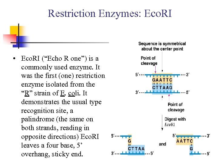 Restriction Enzymes: Eco. RI • Eco. RI (“Echo R one”) is a commonly used