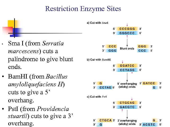 Restriction Enzyme Sites Sma I (from Serratia marcescens) cuts a palindrome to give blunt