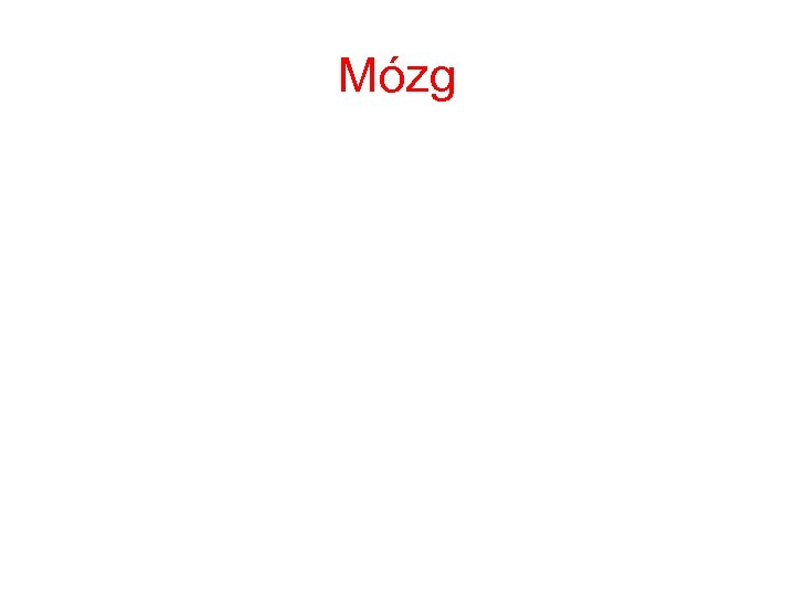 Mózg 