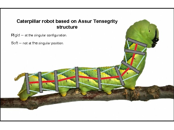 Caterpillar robot based on Assur Tensegrity structure Rigid – at the singular configuration. Soft
