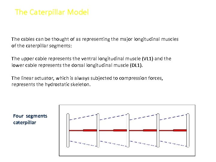 The Caterpillar Model The cables can be thought of as representing the major longitudinal
