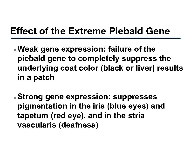 Effect of the Extreme Piebald Gene n n Weak gene expression: failure of the