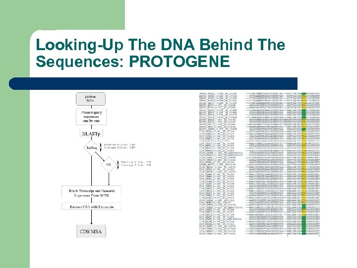 Looking-Up The DNA Behind The Sequences: PROTOGENE 