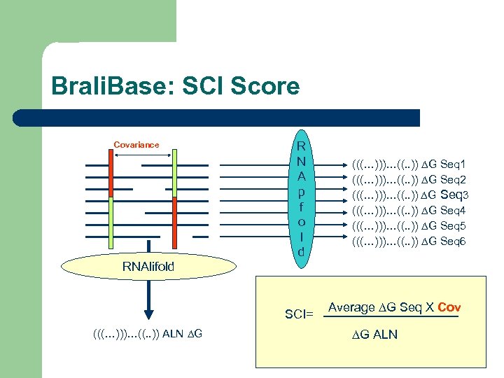 Brali. Base: SCI Score Covariance R N A p f o l d (((…)))…((.
