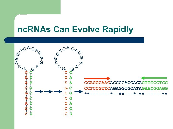 nc. RNAs Can Evolve Rapidly A A C CA C G G A A