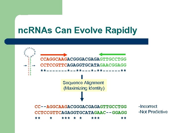nc. RNAs Can Evolve Rapidly CCAGGCAAGACGGGACGAGAGTTGCCTGG CCTCCGTTCAGAGGTGCATAGAACGGAGG **-------*--**---*-**------** Sequence Alignment (Maximizing Identity) CC--AGGCAAGACGGGACGAGAGTTGCCTGG CCTCCGTTCAGAGGTGCATAGAAC--GGAGG