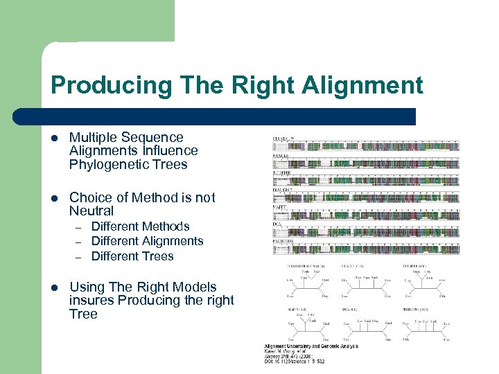 Producing The Right Alignment l Multiple Sequence Alignments Influence Phylogenetic Trees l Choice of