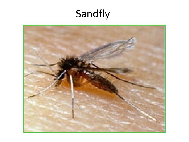 Sandfly 