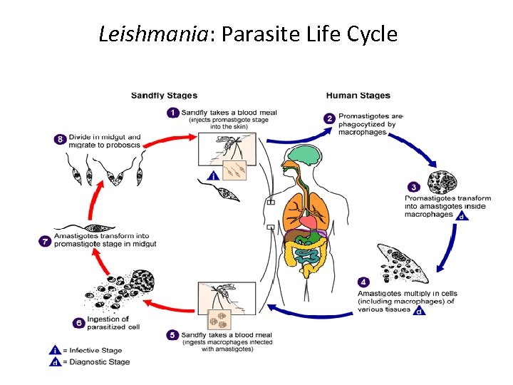  Leishmania: Parasite Life Cycle 