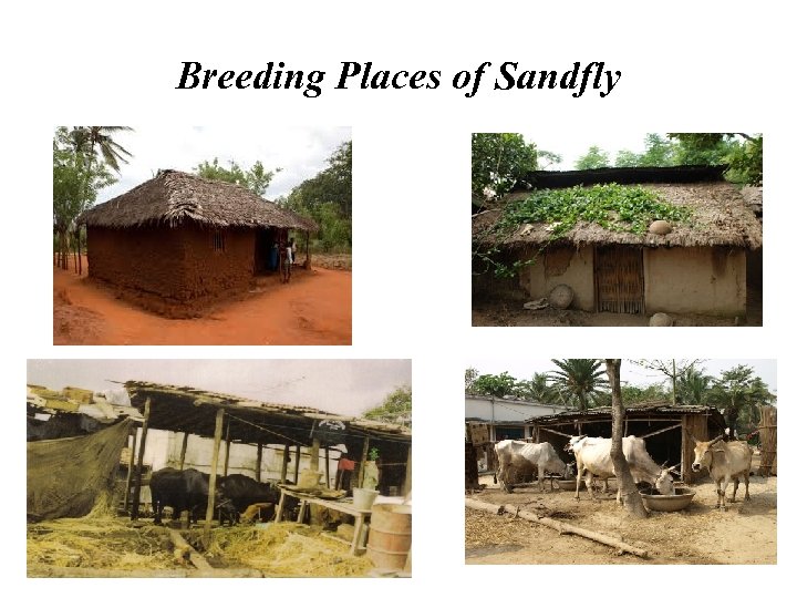 Breeding Places of Sandfly 