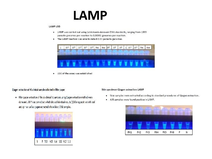 LAMP 