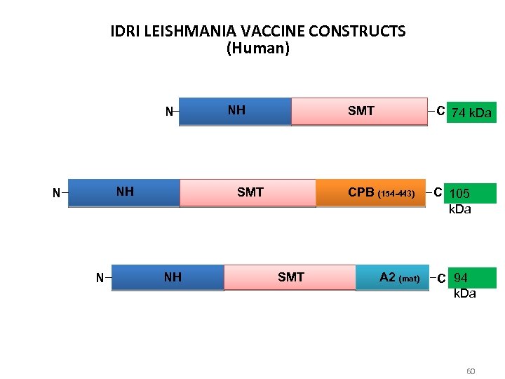 IDRI LEISHMANIA VACCINE CONSTRUCTS (Human) N NH N N NH SMT CPB (154 -443)