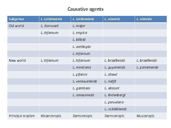 Causative agents Subgenus L. Leishmania L. viannia Old world L. donovani L. major L.