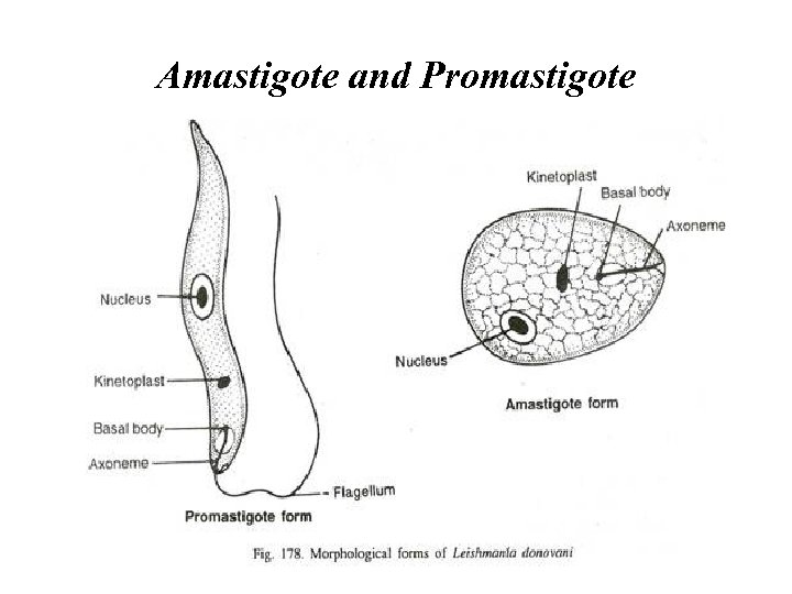 Amastigote and Promastigote 