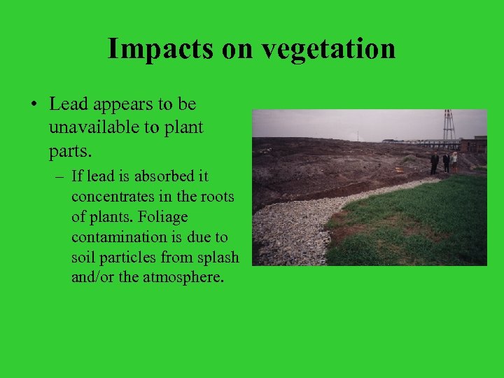 Impacts on vegetation • Lead appears to be unavailable to plant parts. – If