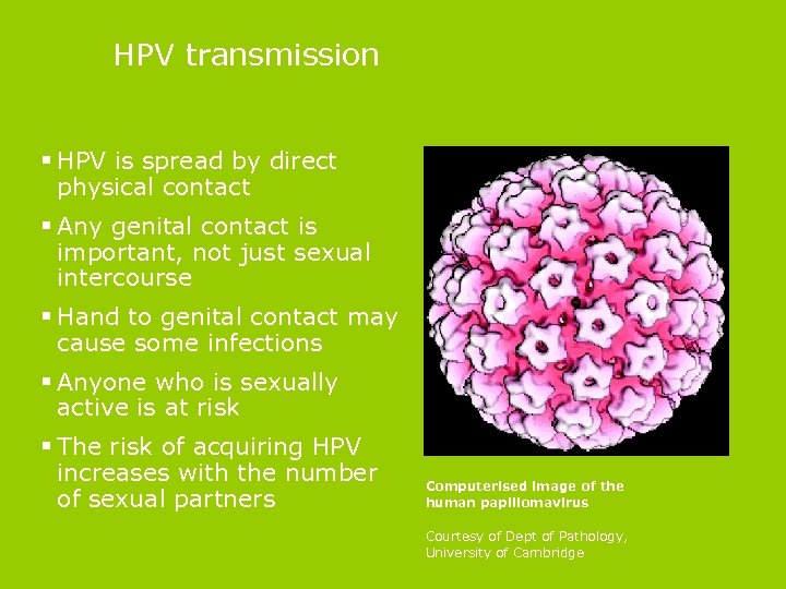 HPV transmission § HPV is spread by direct physical contact § Any genital contact