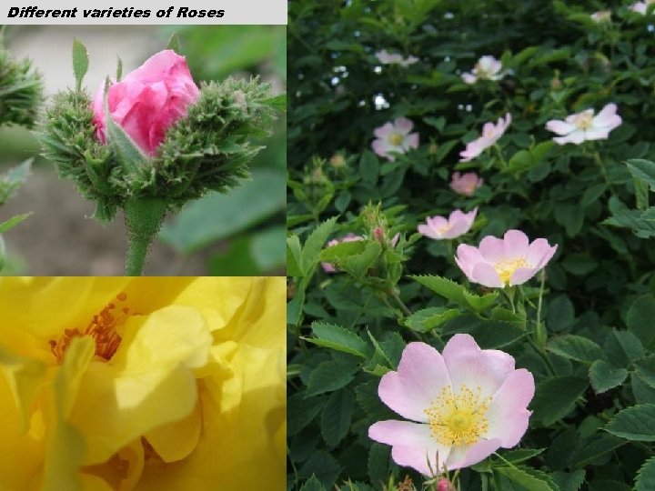 Different varieties of Roses 