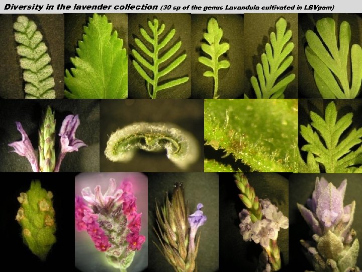 Diversity in the lavender collection (30 sp of the genus Lavandula cultivated in LBVpam)