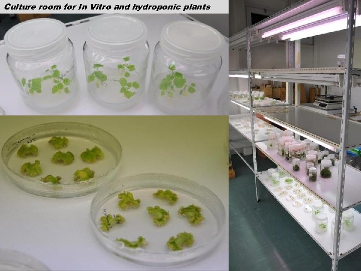 Culture room for In Vitro and hydroponic plants 